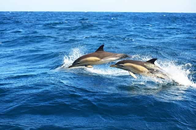 Dolphins jumping through the waves