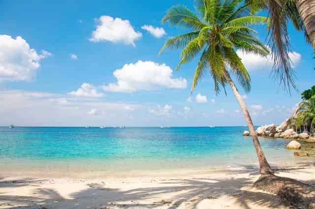 Beach with a coconut palm tree