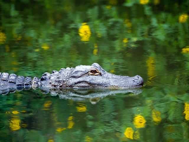 Alligator encounter on airboat tour in Crystal River