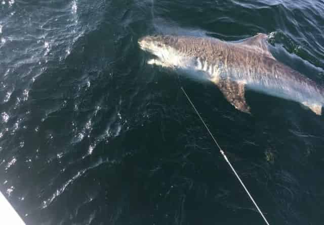 shark caught aboard big deal charter destin