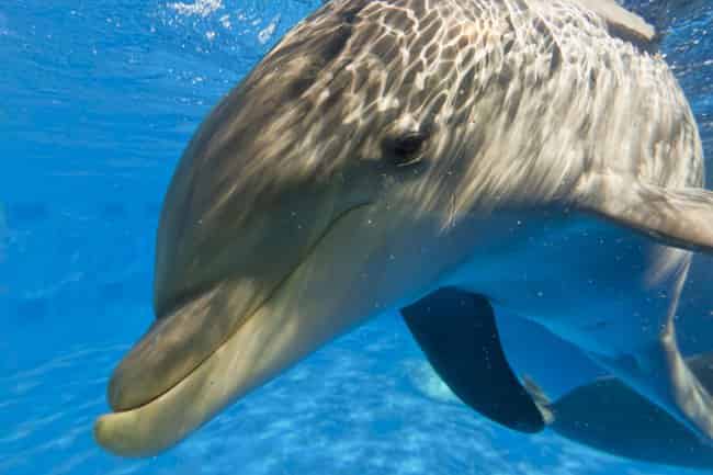 dolphin at gulfarium marine adventure park