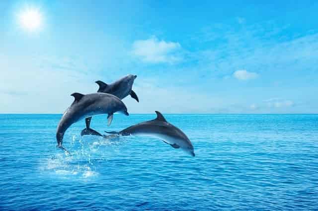Dolphins leaping out of the water