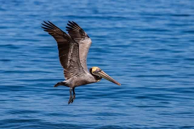 Pelican flying above the ocean