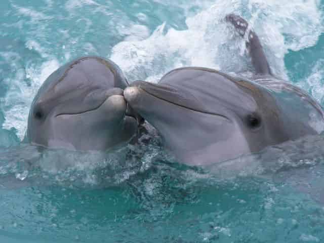 dolphin sightings on a Florida Keys boat rental