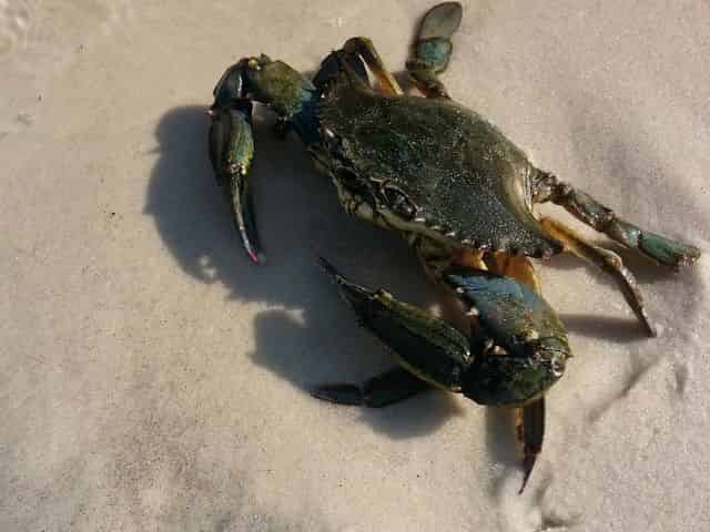 license to catch crabs in destin florida