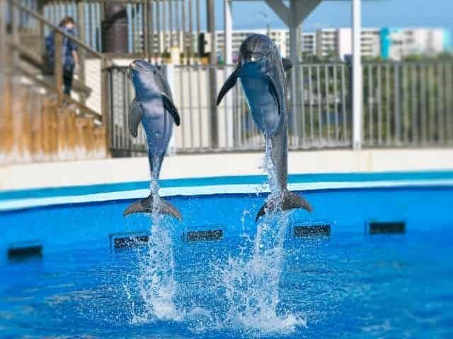 Dolphins jumping at Gulfarium Marine Adventure Park