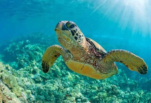 Close up of sea turtle