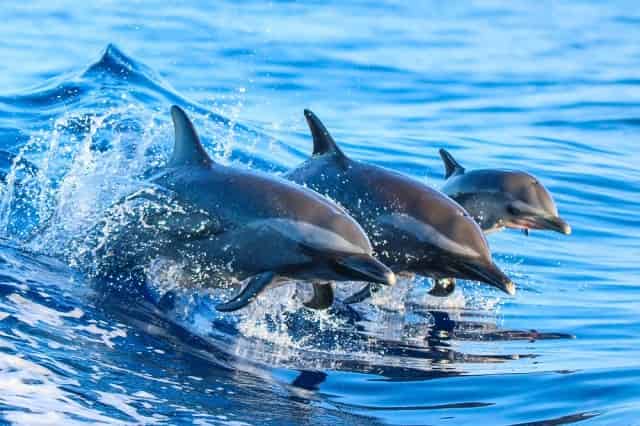 Dolphin family leaping out of the water