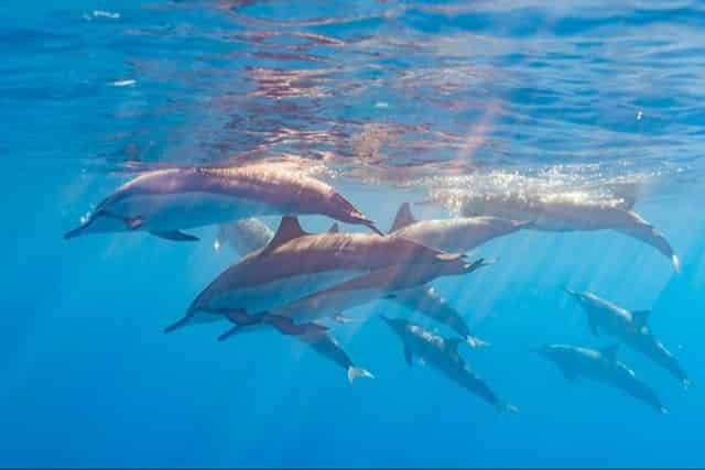 Pod of dolphins swimming near surface