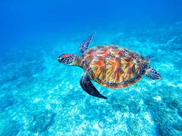 Sea turtle in seawater
