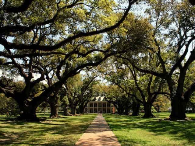 scenic views from oak alley plantation