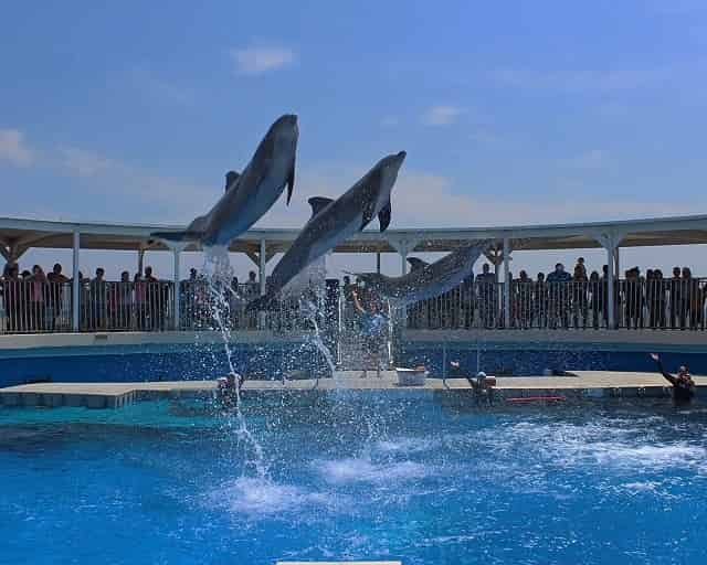 Dolphin show at Gulfarium Marine Adventure Park