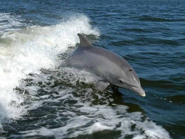 dolphin spotted on an Ocean Springs boat tour