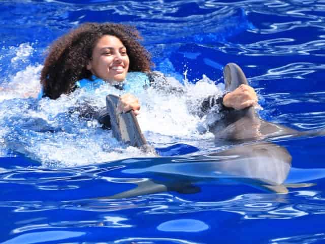 dolphin swim at the marine park in panama city beach
