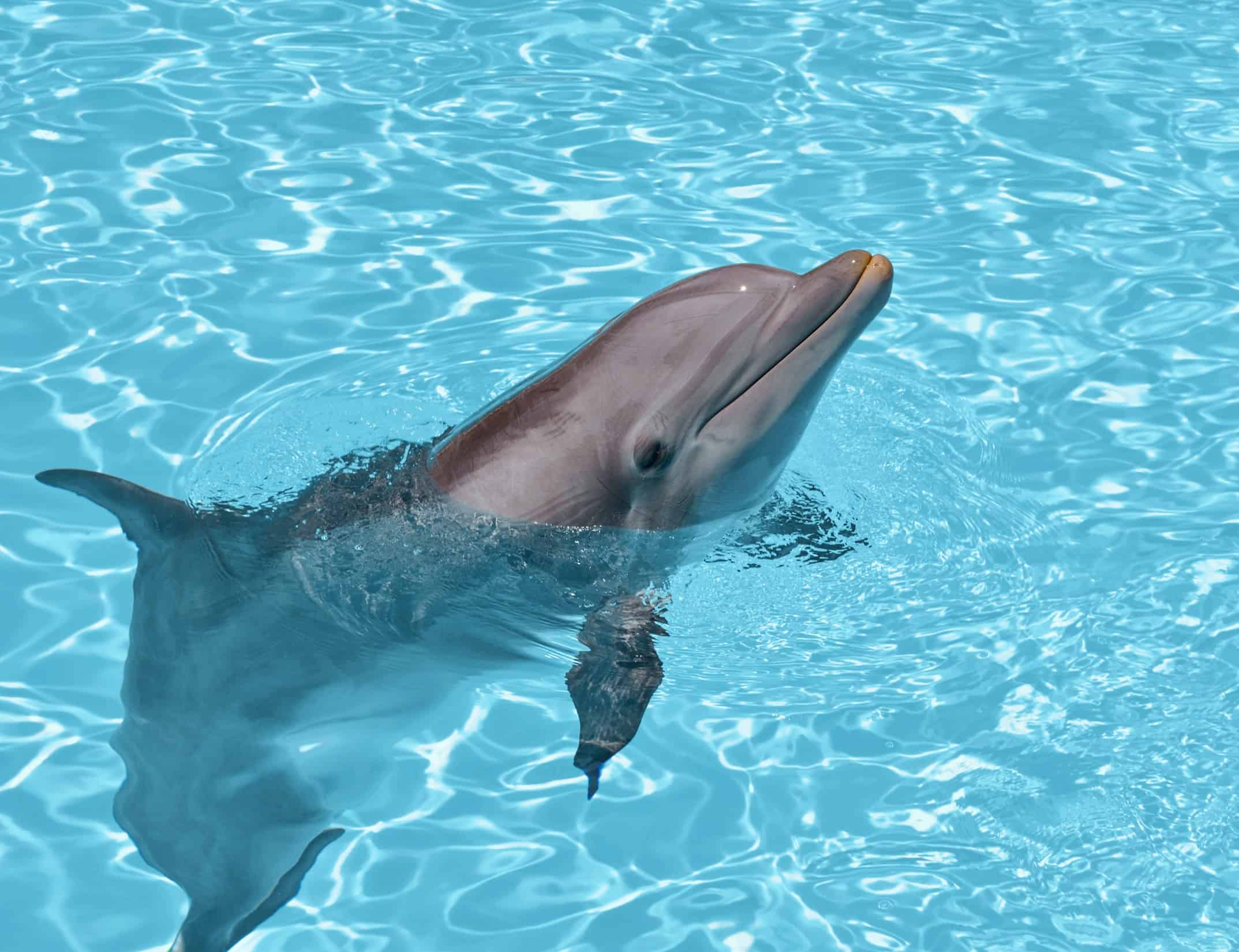 Gulfarium Marine Adventure Park: What to Know Before You Go