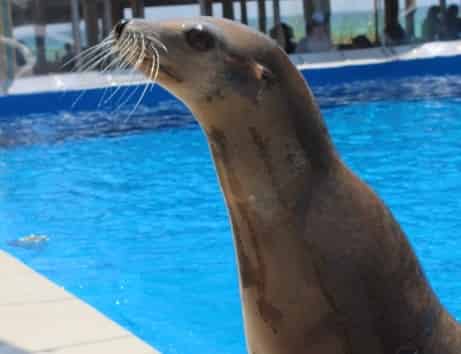 Gulfarium Marine Adventure Park: What to Know Before You Go