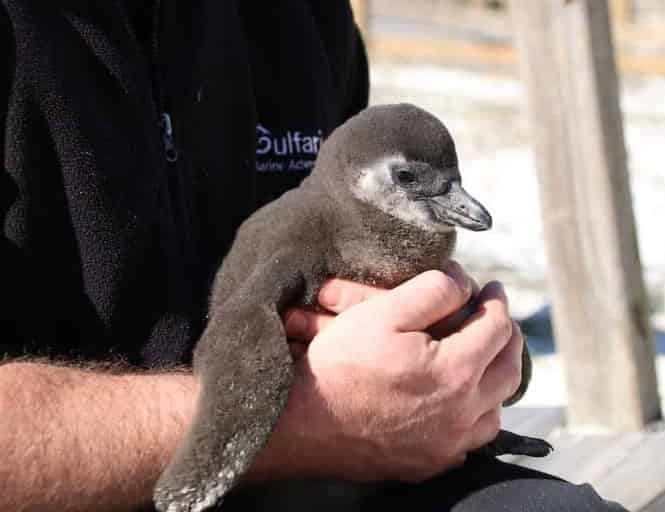 Gulfarium Marine Adventure Park: What to Know Before You Go