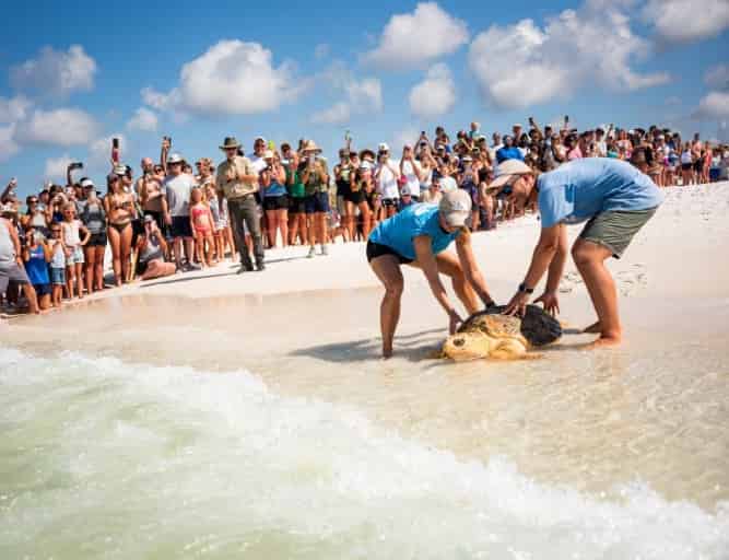 Gulfarium Marine Adventure Park: What to Know Before You Go