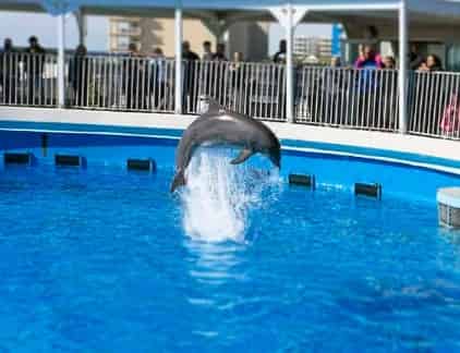 Gulfarium Marine Adventure Park: What to Know Before You Go