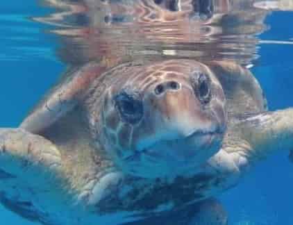 Gulfarium Marine Adventure Park: What to Know Before You Go