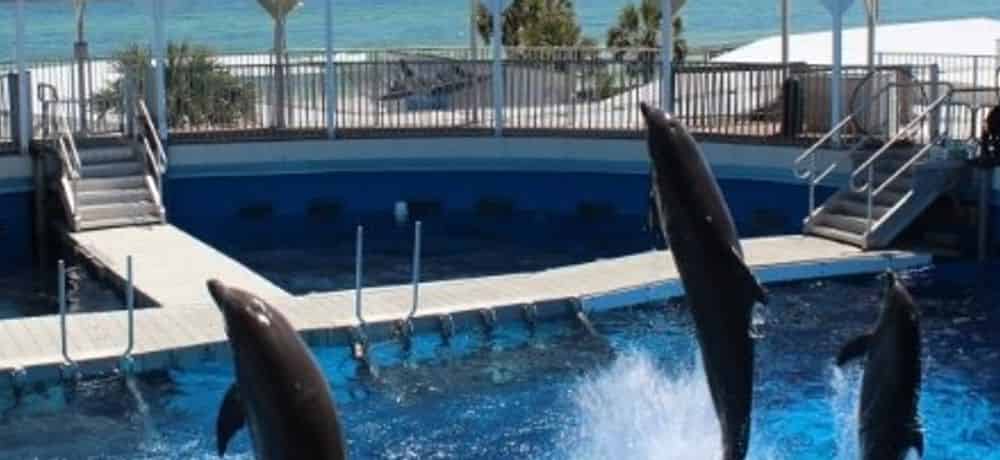 Gulfarium Marine Adventure Park: What to Know Before You Go