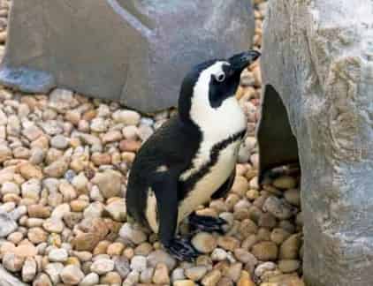 Gulfarium Marine Adventure Park: What to Know Before You Go