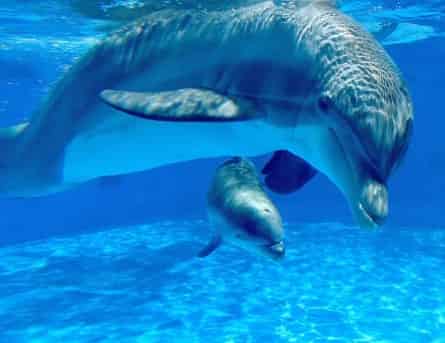 Gulfarium Marine Adventure Park: What to Know Before You Go