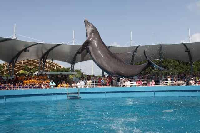 Dolphin jumping out of water at Miami Seaquarium