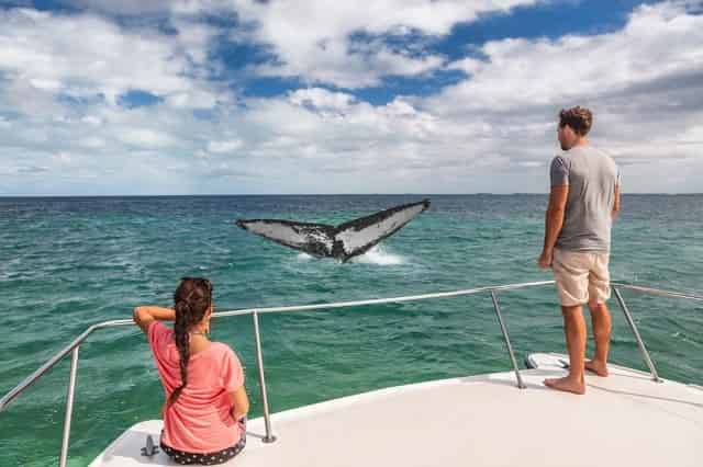 Couple watching dolphin on boat tour in Fort Lauderdale