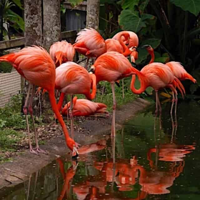 Group of flamingos at Flamingo Gardens in Fort Lauderdale
