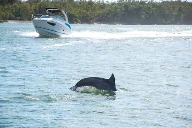 Dolphin jumping out of the water How Hurricane Ian Impacted Murrells Inlet, SC Travel & Tours
