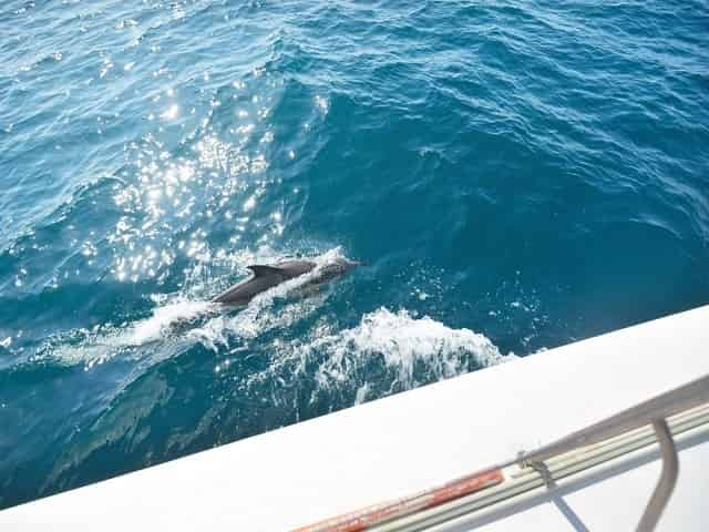 Dolphin cruise in St. Petersburg