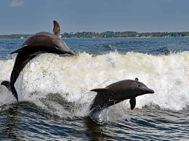 Dolphins jumping through the waves Is Hilton Head SC Worth Visiting?