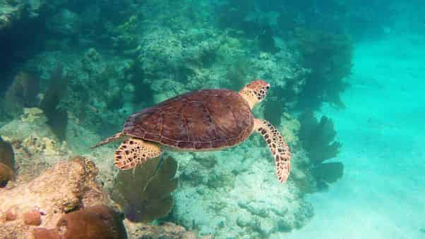 snorkeling in key west fl