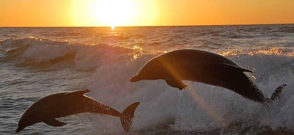 Myrtle Beach Dolphin Cruise Coupons - Best Dolphin Adventures in the Carolinas