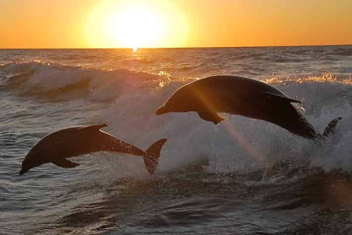 dolphin cruise myrtle beach