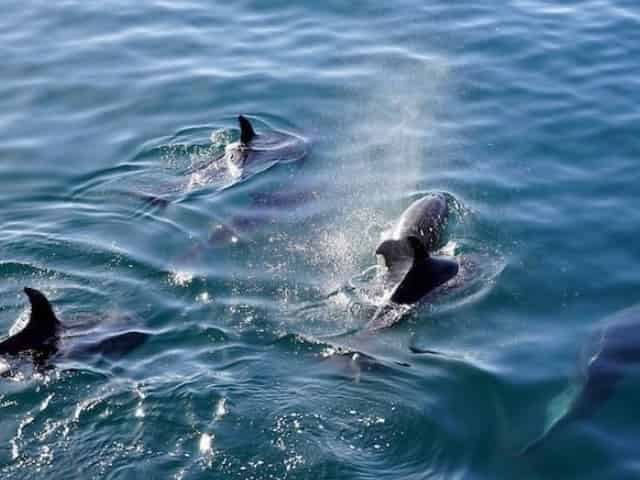 pod of dolphins in myrtle beach