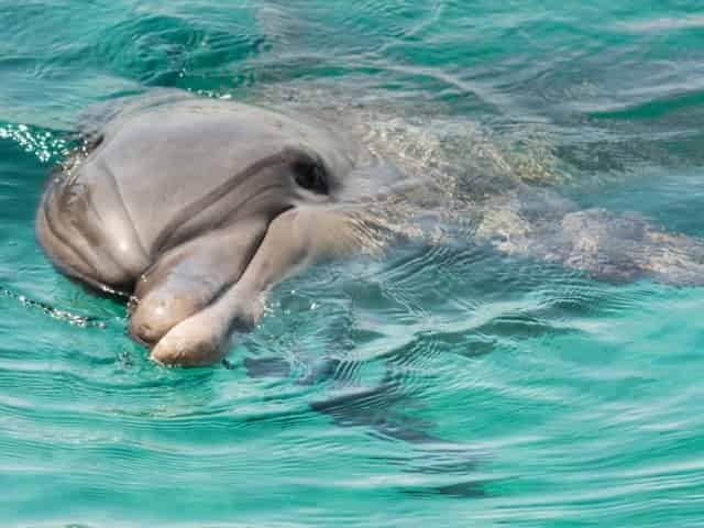 dolphin sighting on a myrtle beach dolphin cruise