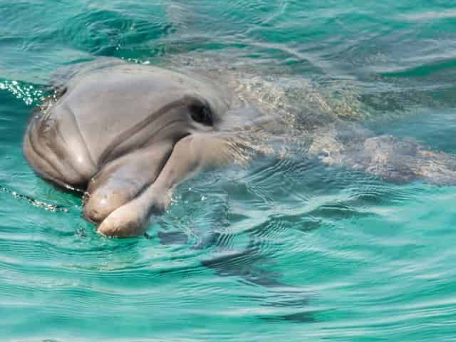 dolphin cruise myrtle beach