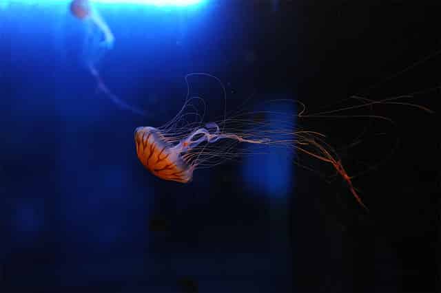 jellyfish at new orleans aquarium