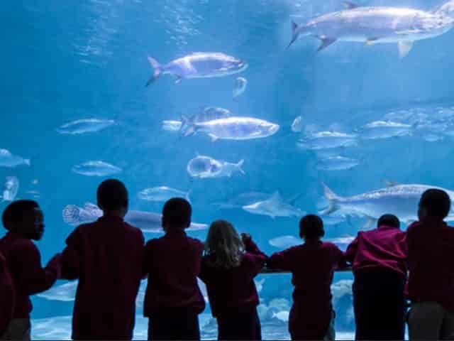 new orleans aquarium of the americas