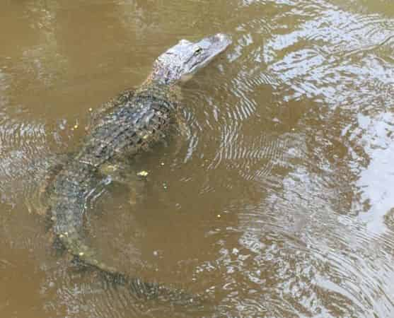 alligator on a swamp tour in new orleans