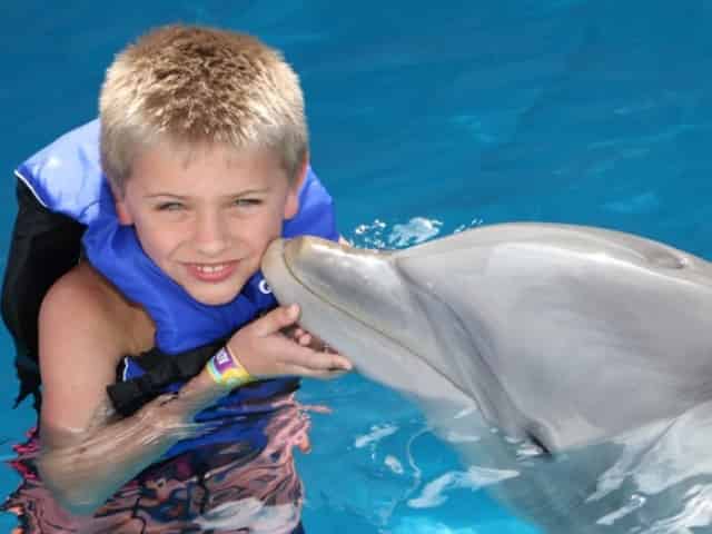 dolphin encounter at the panama city beach marine park