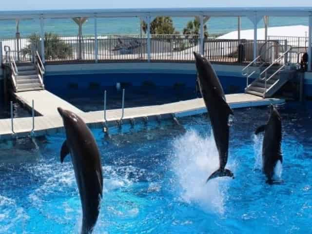 dolphins at the gulfarium on okaloosa island