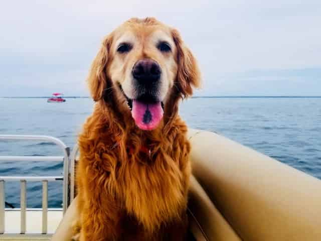 pet friendly destin pontoon rentals