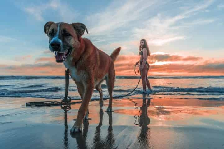 are dogs allowed at the harbor walk destin