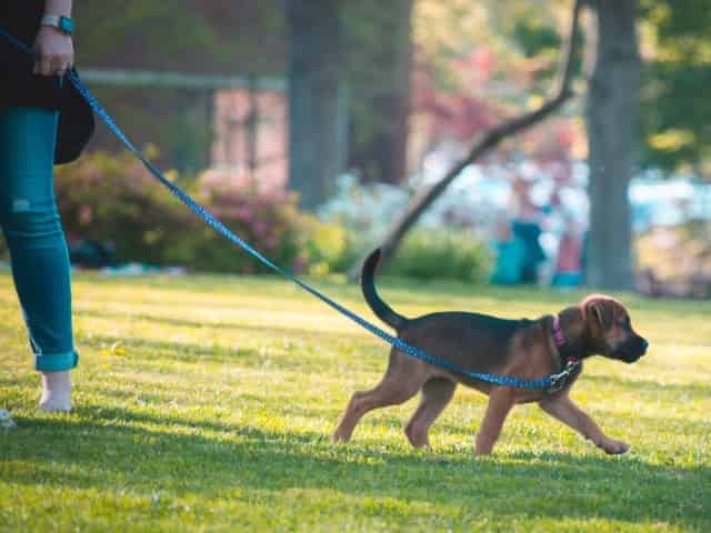 pet friendly destin dog park