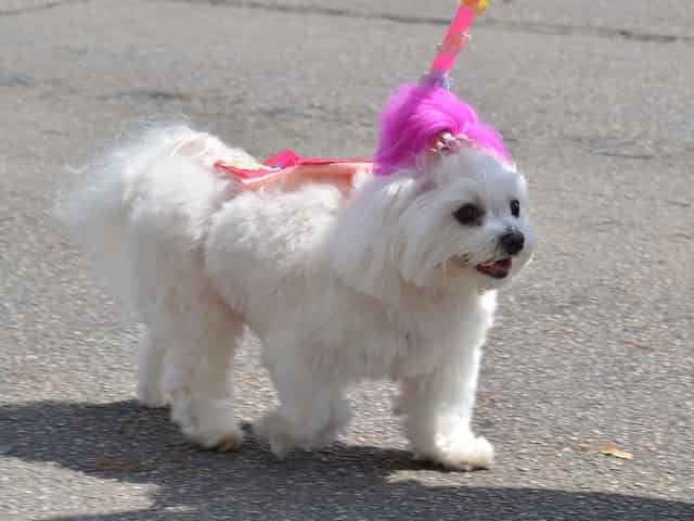 pet friendly destin puppy parade