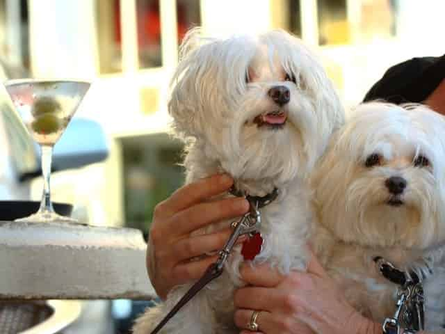 pet friendly destin places to eat