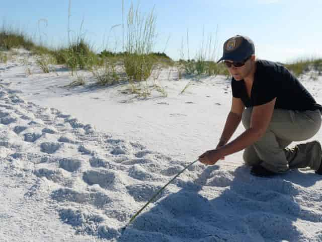 turtle nesting